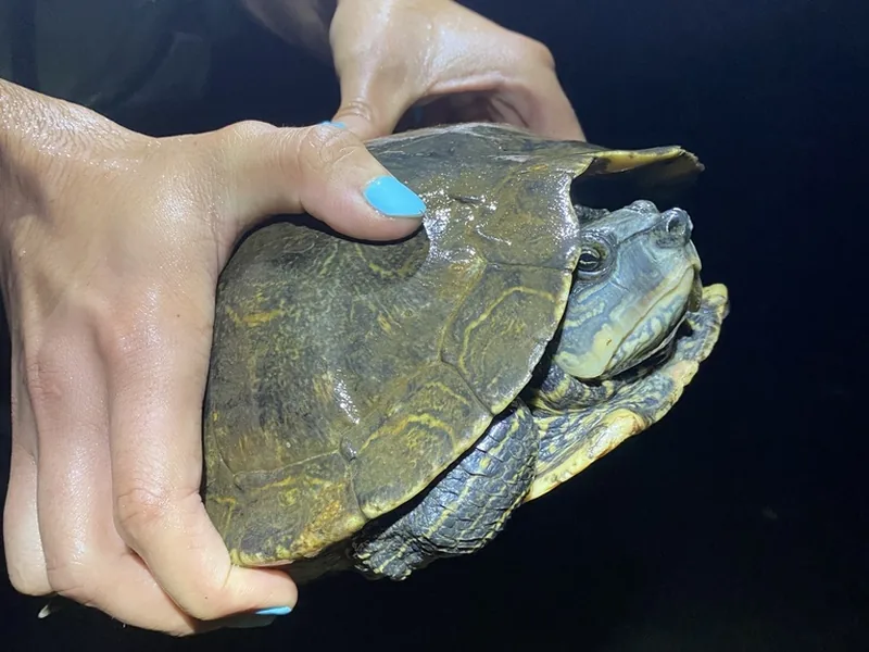 アラバマチズガメの生体写真