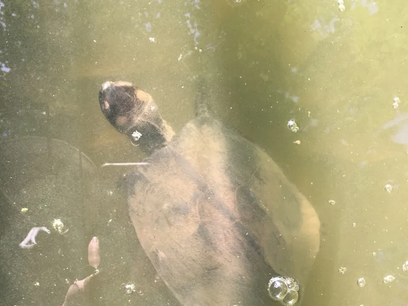 アジアコガシラドロガメの生体写真