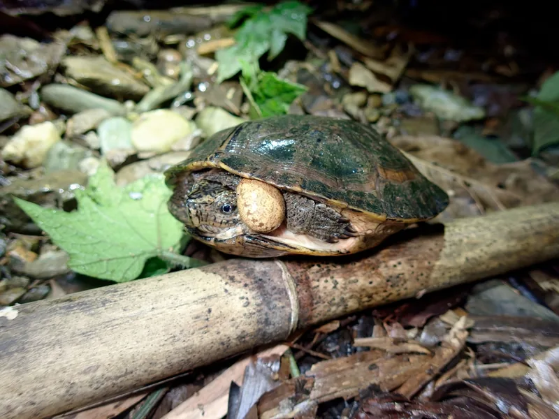 ノコヘリマルガメの生体写真