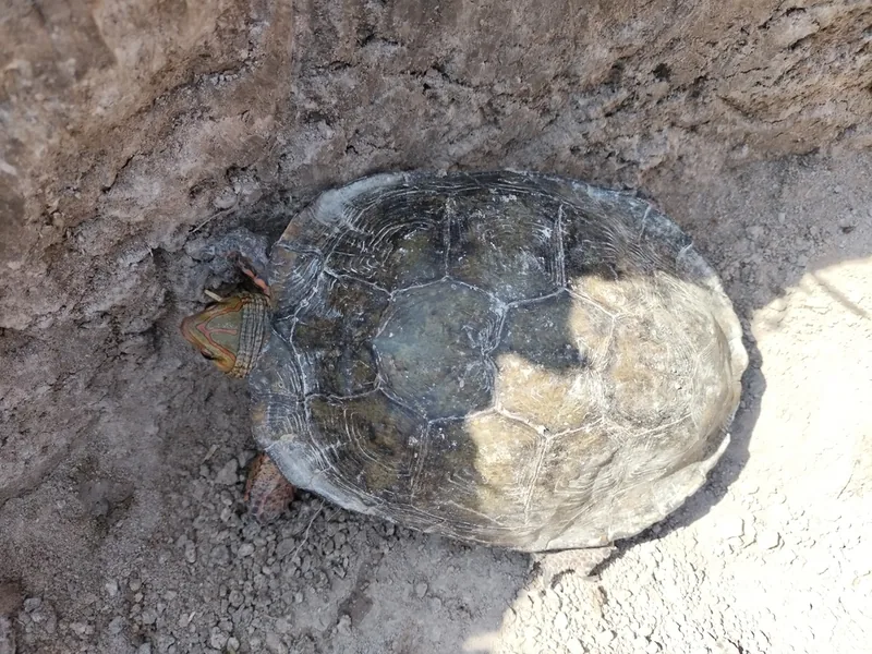 マンヤマガメの生体写真