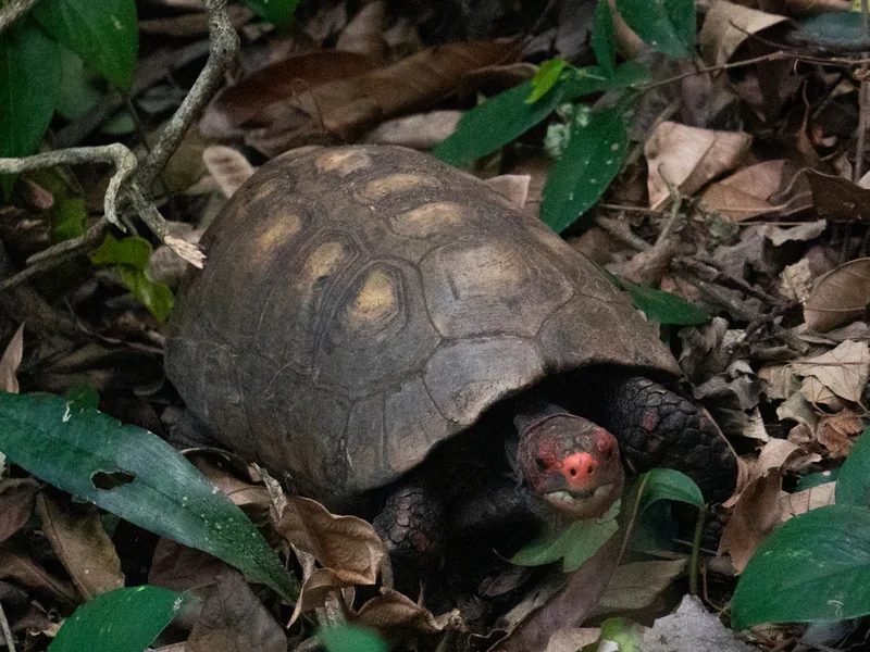チェリーヘッドアカアシリクガメの生体写真