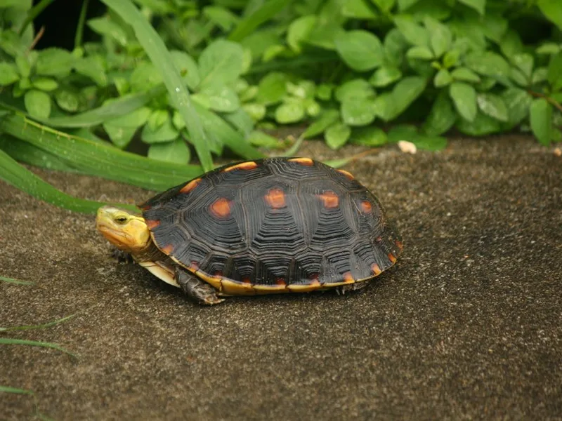 チュウゴクセマルハコガメの生体写真