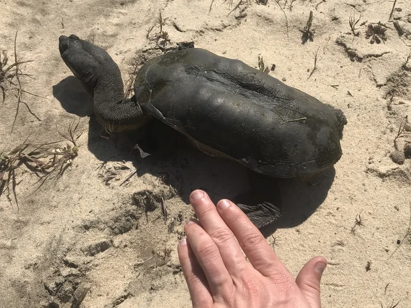 セグロヘビクビガメの生体写真