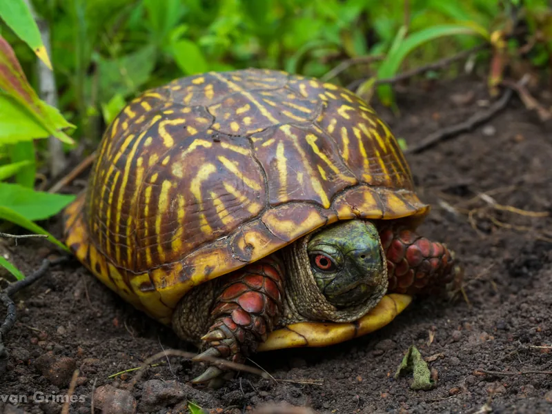 ニシキハコガメ（オルナータ）の生体写真