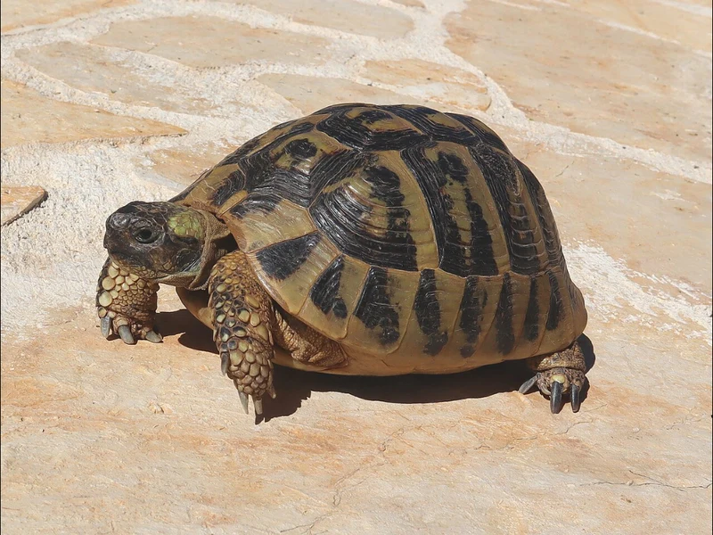 ヒガシヘルマンリクガメの生体写真（クロアチア・パグ島の個体）