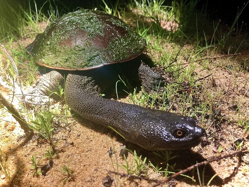 ヘビクビガメの生体写真