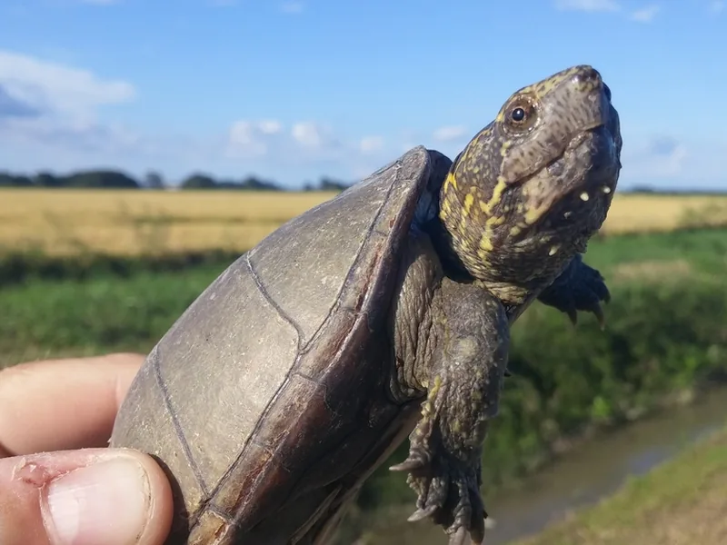 トウブドロガメの生体写真