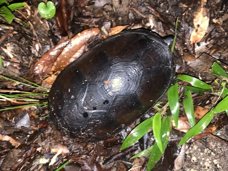 フロリダドロガメの生体写真