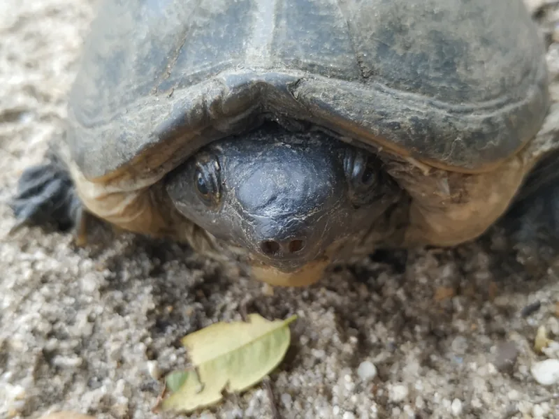 サルヴィンオオニオイガメの生体写真