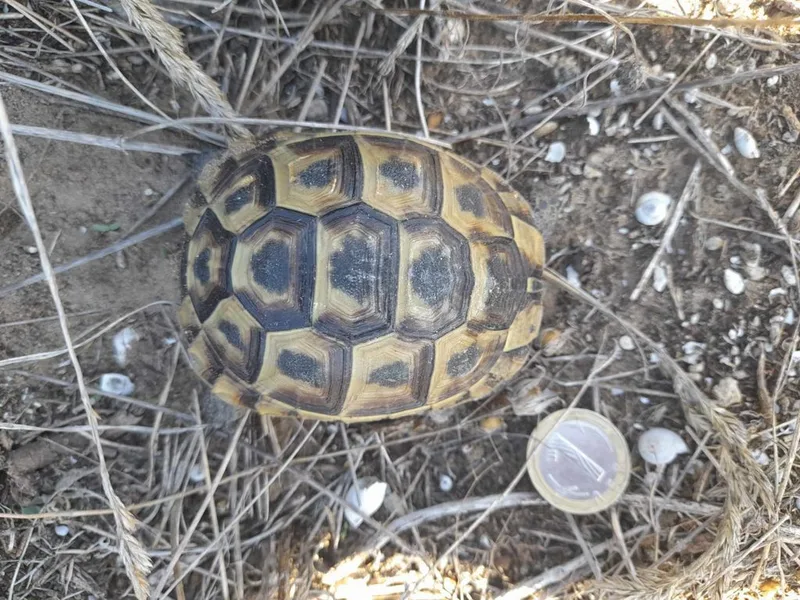 ギリシャリクガメの生体写真