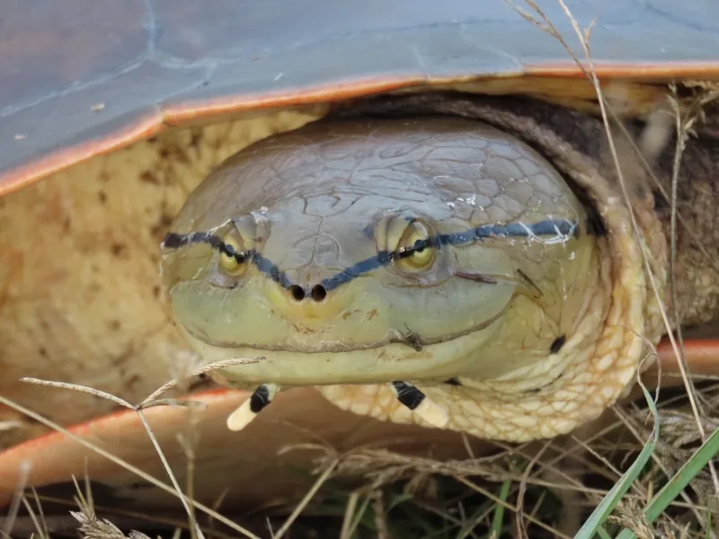 ヒラリーカエルガメの生体写真