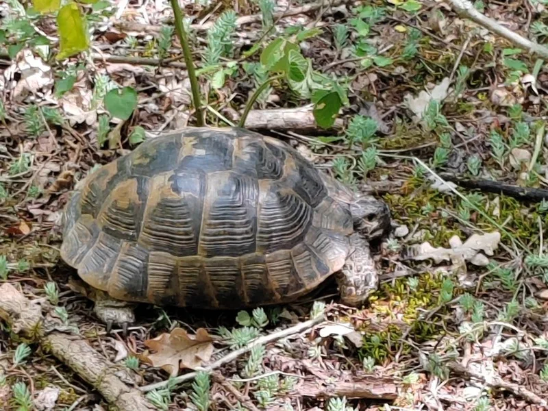 イベラギリシャリクガメの生体写真