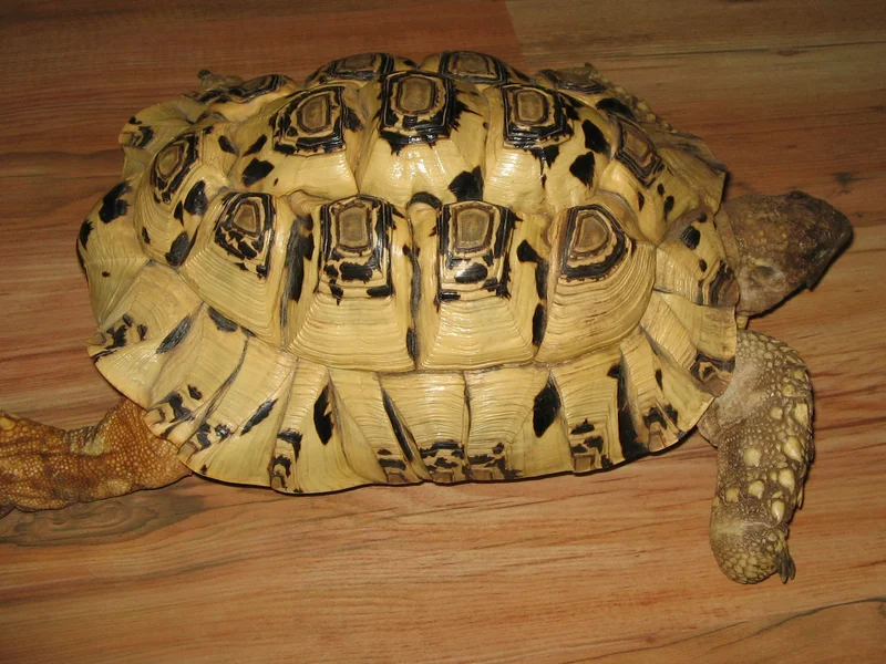 ヒョウモンガメの生体写真