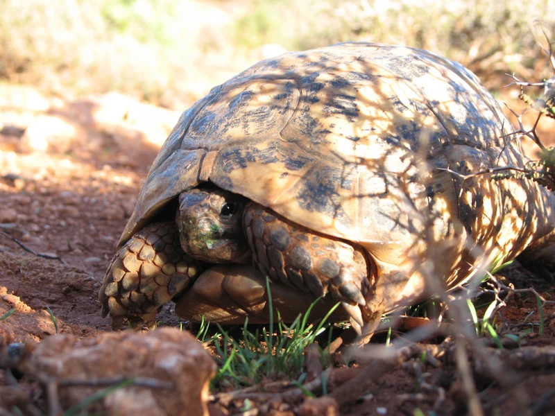 リビアギリシャリクガメの生体写真