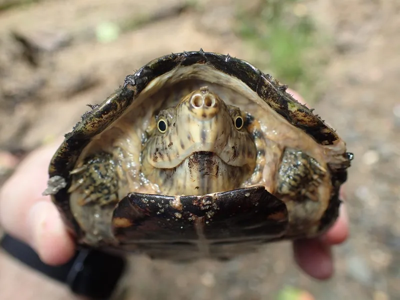 オオアタマヒメニオイガメの生体写真
