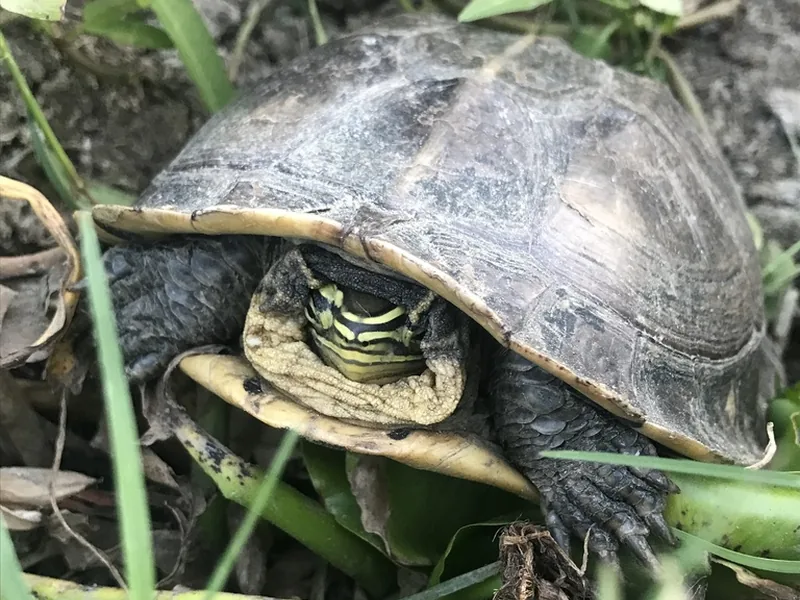 マレーハコガメの生体写真