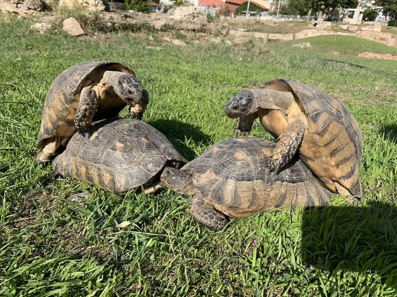 フチゾリリクガメの生体写真