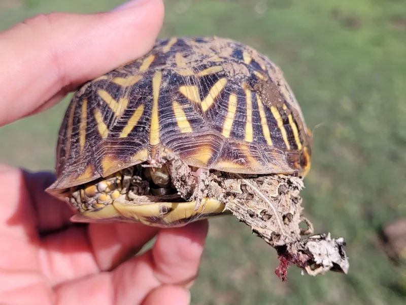キタニシキハコガメの生体写真