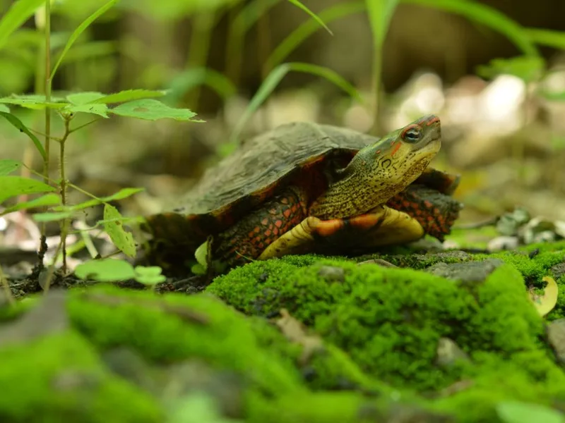 アカスジヤマガメの生体写真