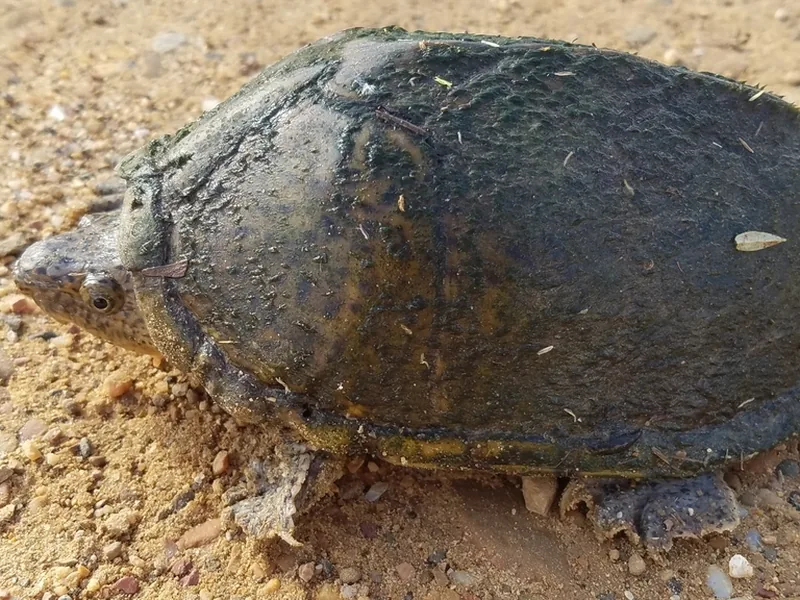 カブトニオイガメの生体写真