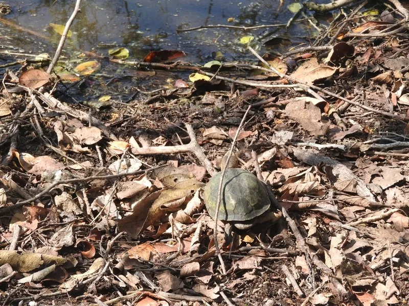 ホオアカドロガメの生体写真