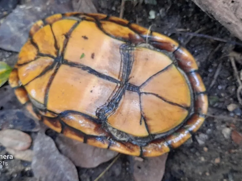 サソリドロガメの生体写真