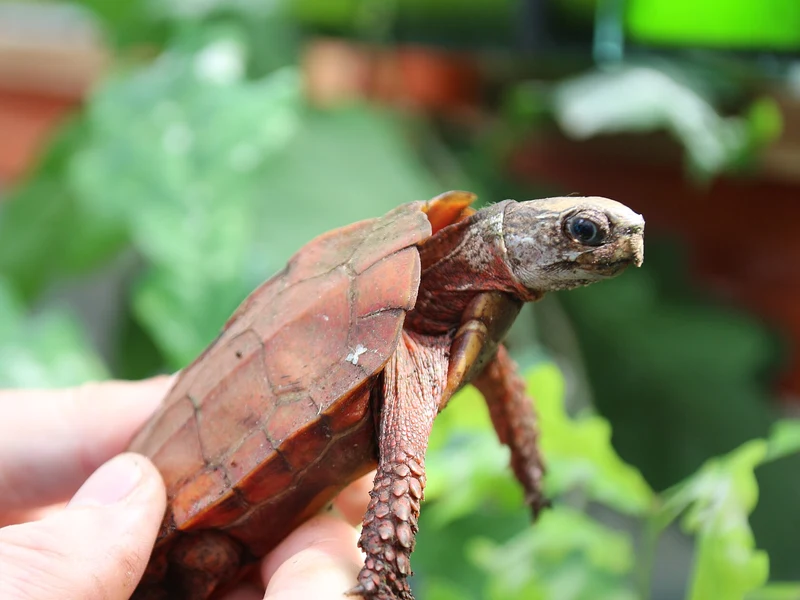 スペングラーヤマガメの生体写真