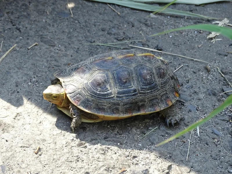 タイワンセマルハコガメの生体写真
