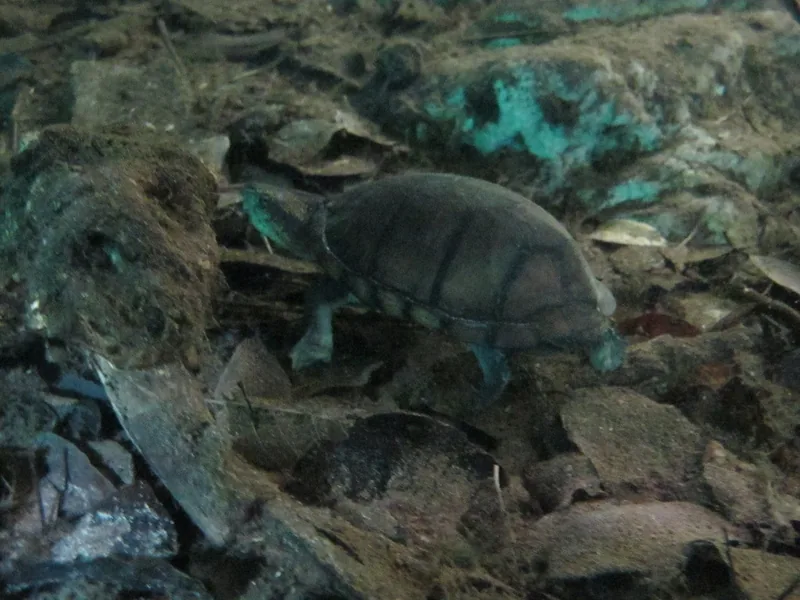 シロクチドロガメの生体写真