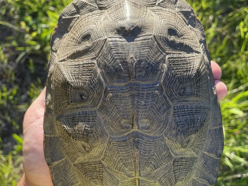 モリイシガメの生体写真