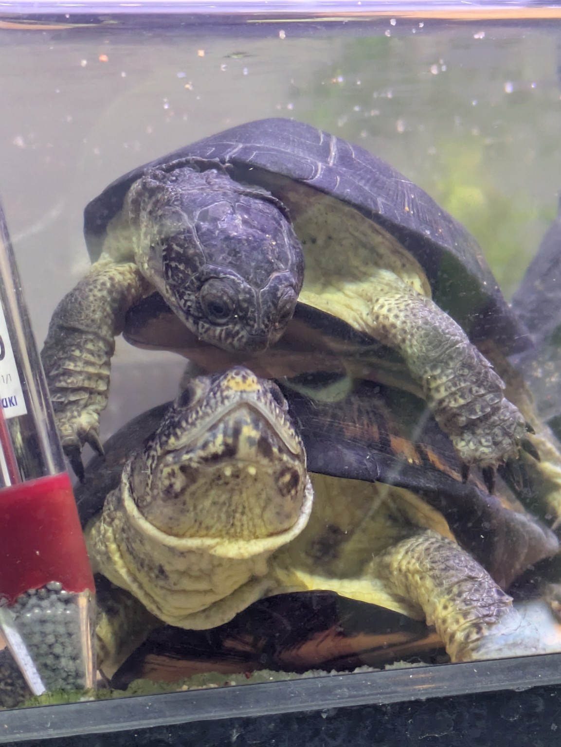 水中でオスがメスに重なるヒメハコヨコクビガメのペア。飼育者TeTeの実際の飼育個体