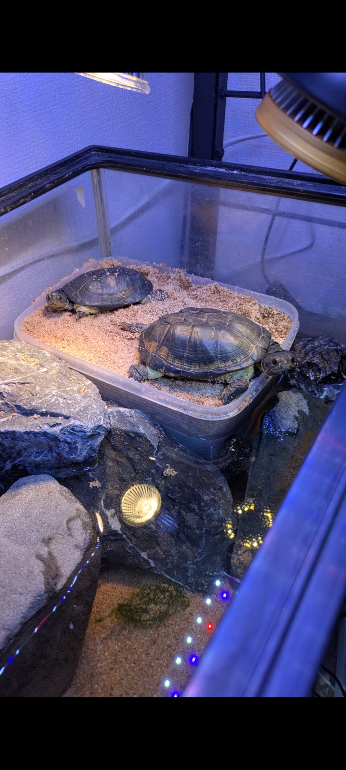 陸場のタッパーに2頭が上がっている様子