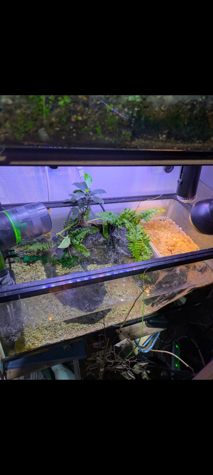 60cm水槽の全景。植栽・陸場・照明のレイアウト