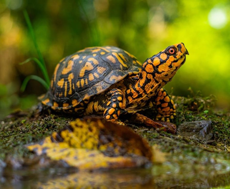 トウブハコガメ（Eastern Box Turtle）— 鮮やかな黄色パターンと赤い目、苔の森の背景