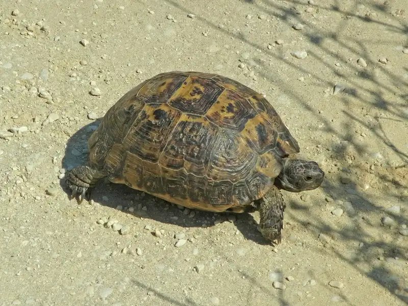 ギリシャリクガメ (Testudo graeca) real photo