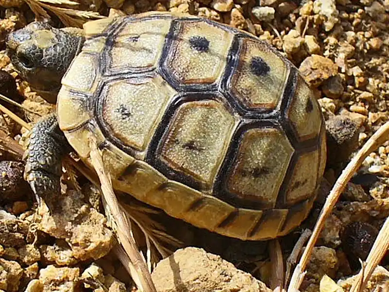 ヘルマンリクガメ (Testudo hermanni) real photo