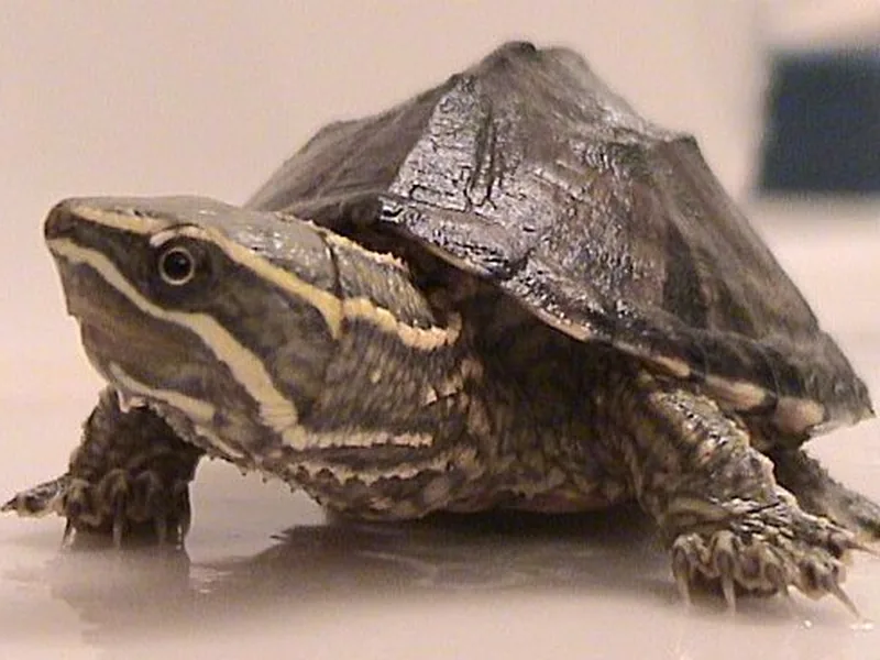 ミシシッピニオイガメ (Sternotherus odoratus) real photo