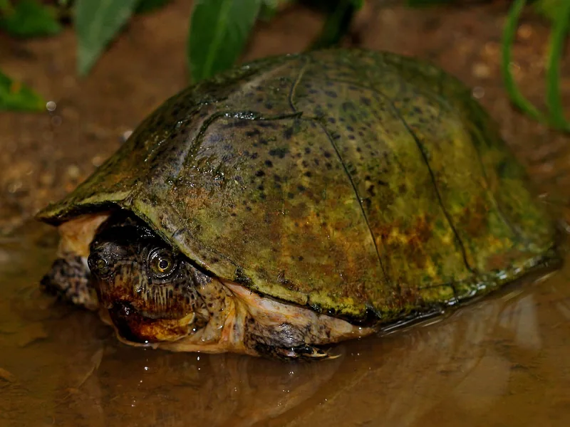 カブトニオイガメ (Sternotherus carinatus) real photo