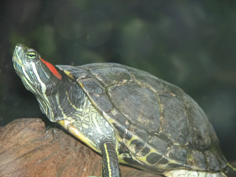 アカミミガメ (Trachemys scripta elegans) real photo