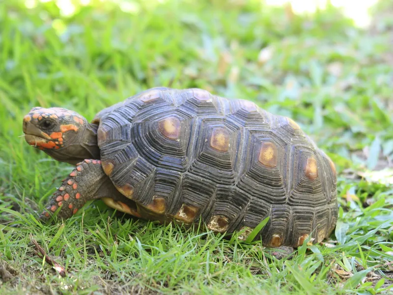 アカアシガメ (Chelonoidis carbonaria) real photo