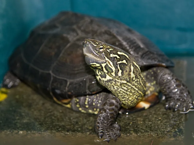 クサガメ (Mauremys reevesii) real photo