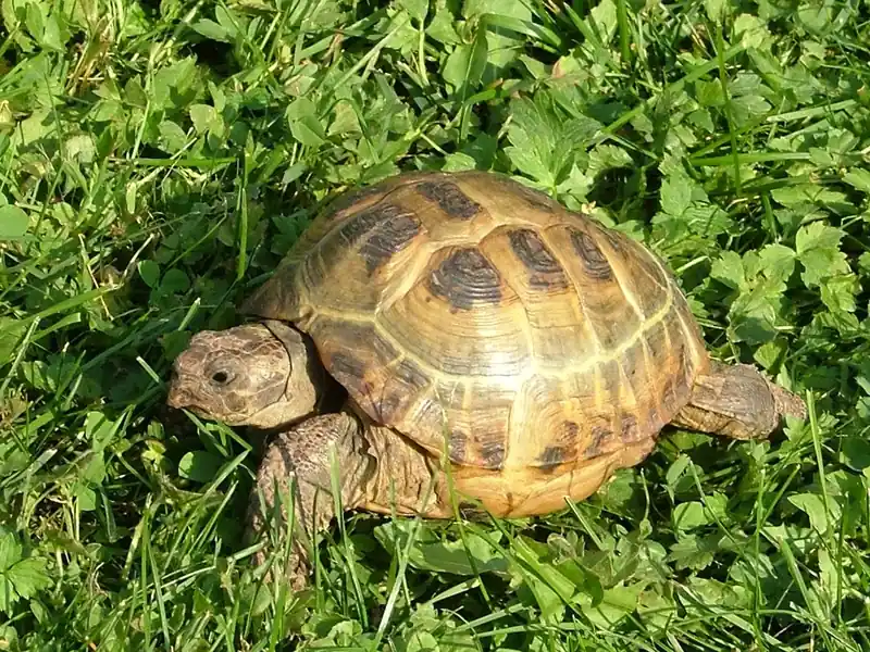 ロシアリクガメ (Testudo horsfieldii) real photo