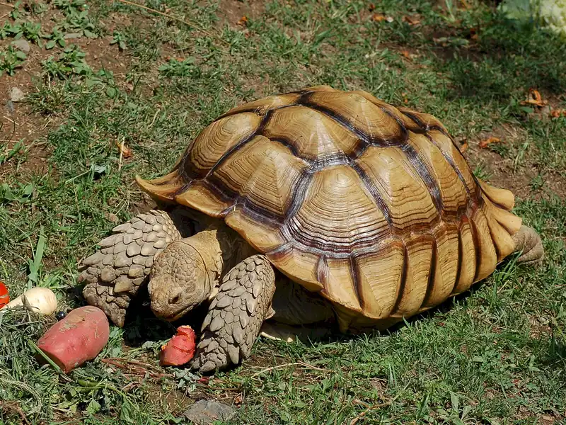 ケヅメリクガメ (Centrochelys sulcata) real photo